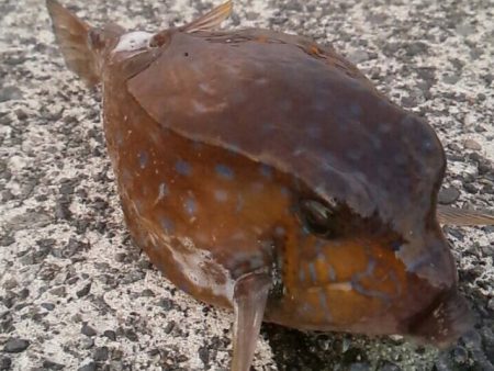 多種の魚が楽しめます